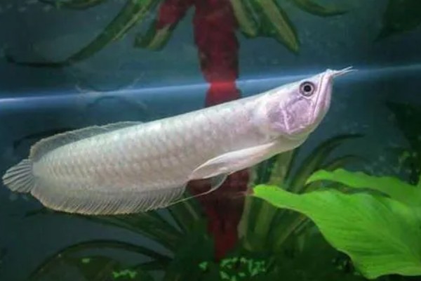银龙鱼的寿命,寿命大约在6-7年
