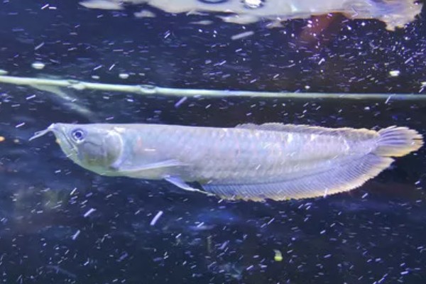银龙鱼的寿命,寿命大约在6-7年