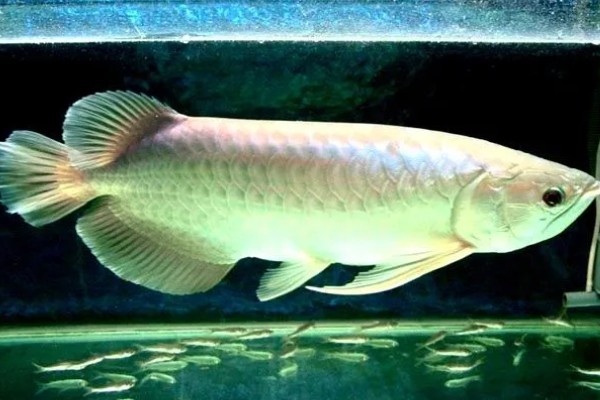 银龙鱼的寿命,寿命大约在6-7年
