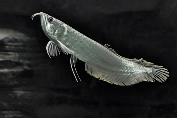 银龙鱼的寿命,寿命大约在6-7年