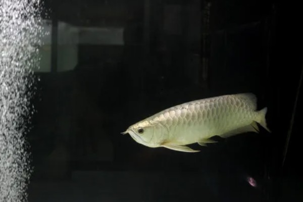 银龙鱼的寿命,寿命大约在6-7年