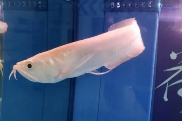 银龙鱼的寿命,寿命大约在6-7年