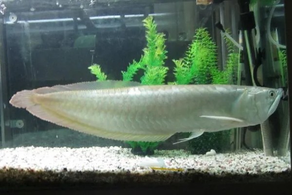 银龙鱼的寿命,寿命大约在6-7年