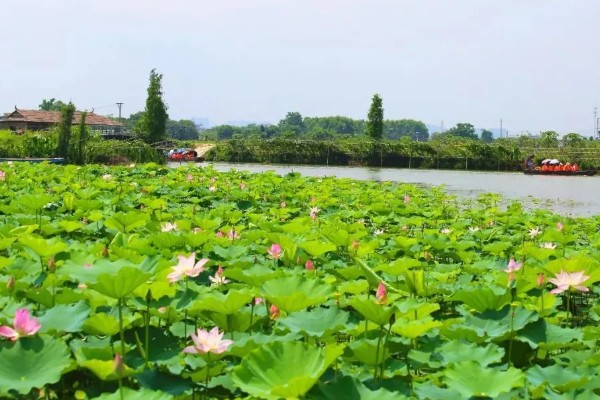 古劳水乡荷花最佳观赏时间，最佳时间在7-9月