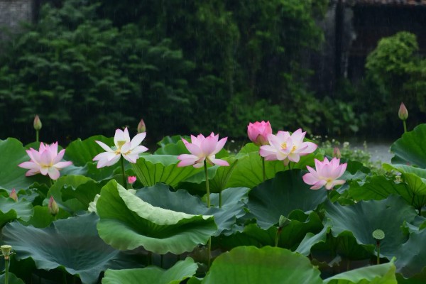 古劳水乡荷花最佳观赏时间，最佳时间在7-9月