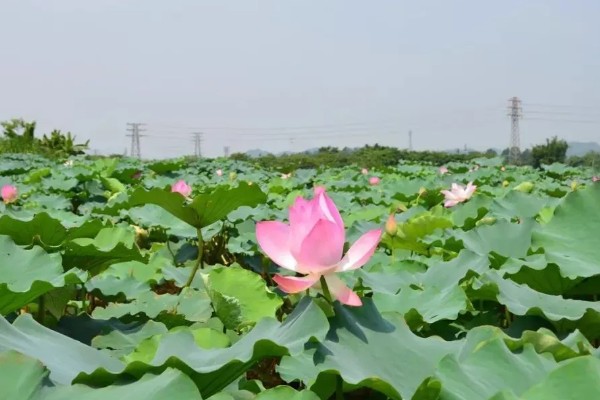 古劳水乡荷花最佳观赏时间，最佳时间在7-9月
