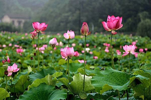 古劳水乡荷花最佳观赏时间，最佳时间在7-9月