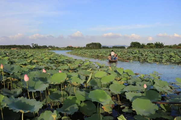 古劳水乡荷花最佳观赏时间，最佳时间在7-9月