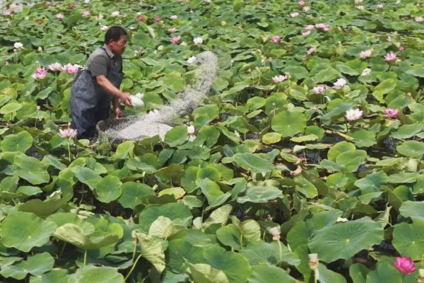 古劳水乡荷花最佳观赏时间，最佳时间在7-9月