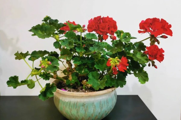 天竺葵能不能驱蚊,天竺葵能驱蚊