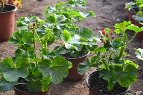 天竺葵能不能驱蚊,天竺葵能驱蚊