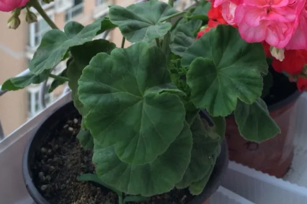 天竺葵能不能驱蚊,天竺葵能驱蚊