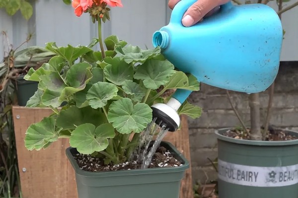 天竺葵能不能驱蚊,天竺葵能驱蚊