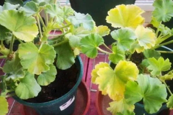 天竺葵能不能驱蚊,天竺葵能驱蚊