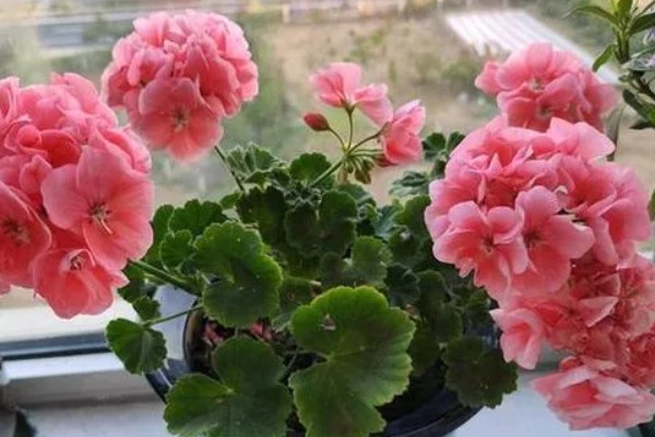 天竺葵能不能驱蚊,天竺葵能驱蚊