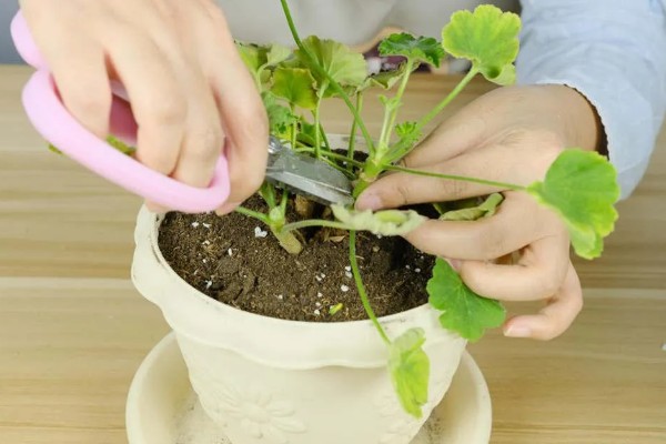 天竺葵能不能驱蚊,天竺葵能驱蚊