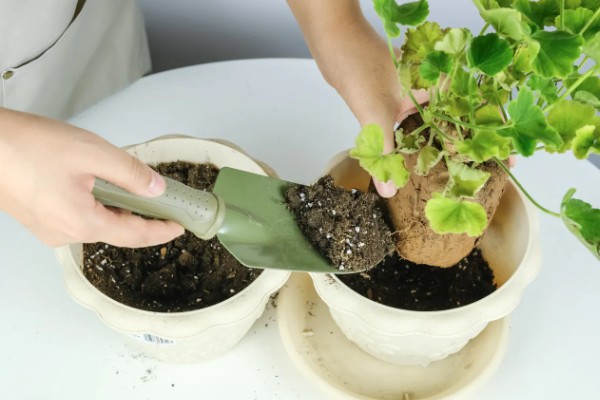 天竺葵能不能驱蚊,天竺葵能驱蚊