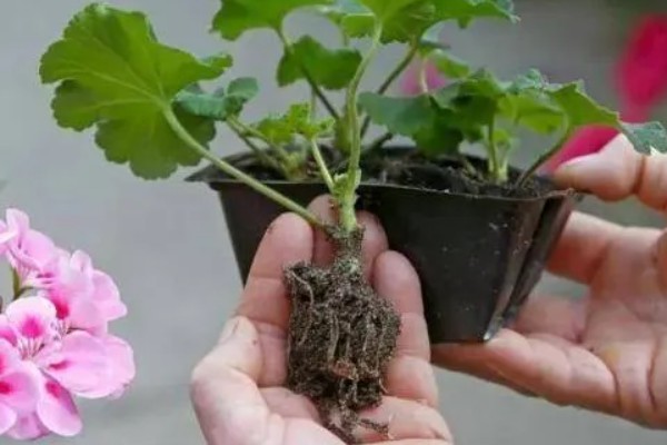 天竺葵能不能驱蚊,天竺葵能驱蚊