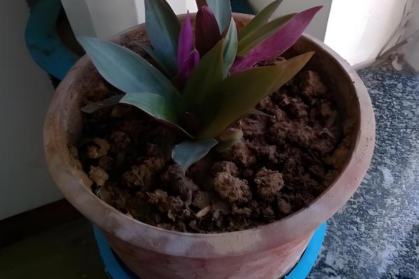 紫锦兰的养殖方法，生长期每隔半个月施一次有机肥