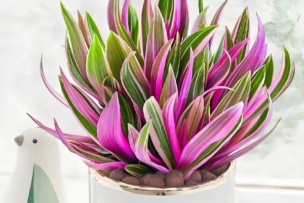 紫锦兰的养殖方法，生长期每隔半个月施一次有机肥