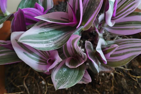 紫锦兰的养殖方法，生长期每隔半个月施一次有机肥