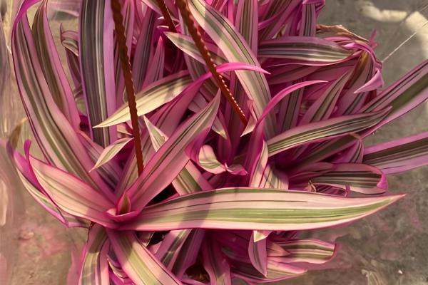 紫锦兰的养殖方法，生长期每隔半个月施一次有机肥