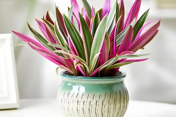 紫锦兰的养殖方法，生长期每隔半个月施一次有机肥