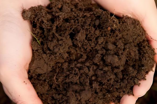 金钱树如何扦插,修剪过的枝条插在土壤中即可