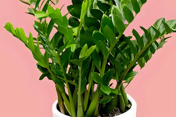 金钱树如何扦插,修剪过的枝条插在土壤中即可