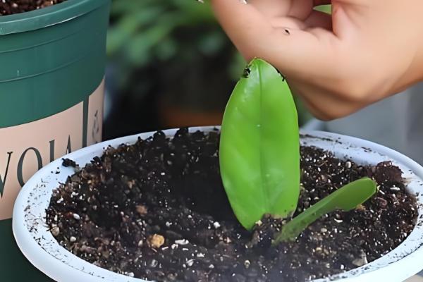 金钱树如何扦插,修剪过的枝条插在土壤中即可