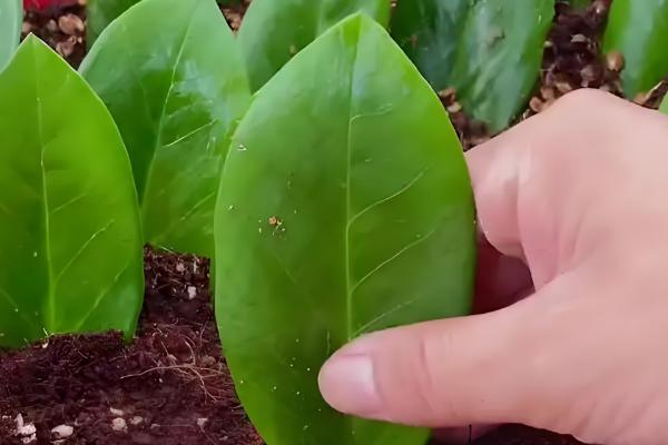 金钱树如何扦插,修剪过的枝条插在土壤中即可