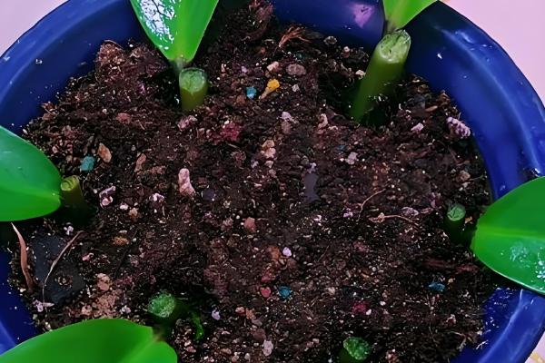 金钱树如何扦插,修剪过的枝条插在土壤中即可