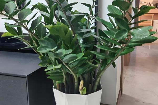 金钱树如何扦插,修剪过的枝条插在土壤中即可