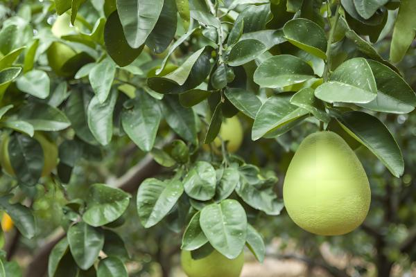 适合南方种植的果树，有芒果、柚子、龙眼、杨桃等