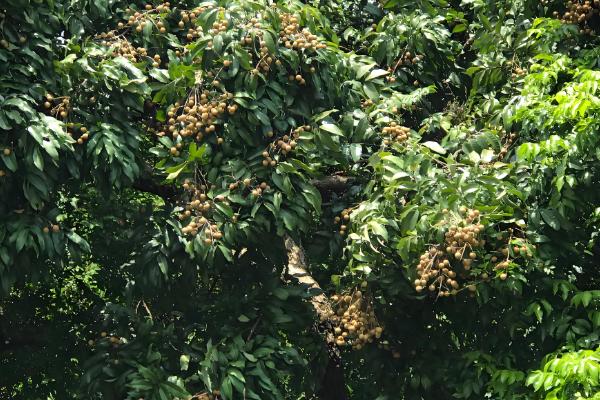 适合南方种植的果树，有芒果、柚子、龙眼、杨桃等
