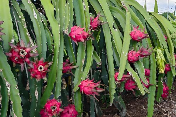 适合南方种植的果树，有芒果、柚子、龙眼、杨桃等