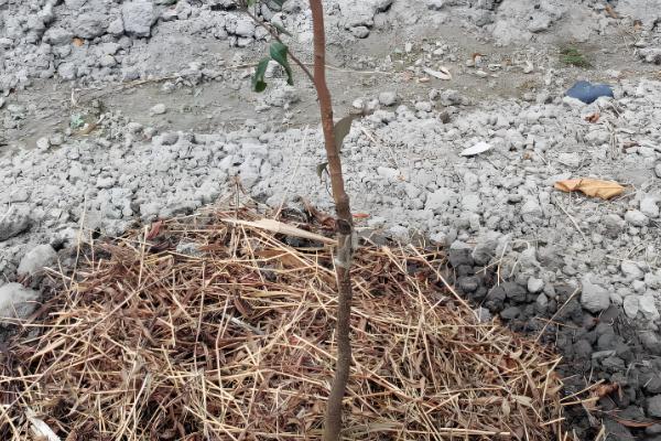 适合南方种植的果树，有芒果、柚子、龙眼、杨桃等