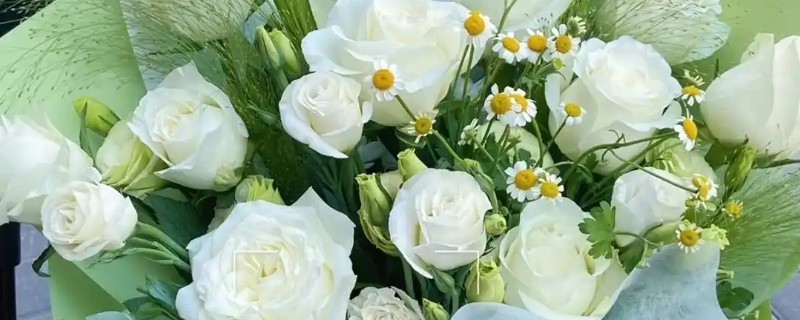 白色玫瑰的花语，花语是纯洁、尊敬等