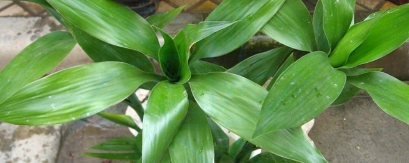 富贵竹的种植方法，每年春季换一次盆