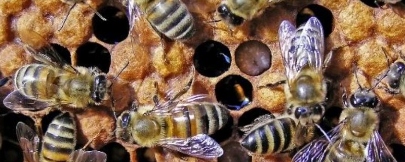 急造王台封盖后过多久会出王,一般至少需要10-12天左右