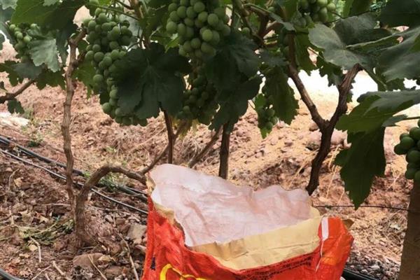 葡萄树不旺如何解决,追施肥料能让植株健壮生长