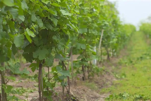 葡萄树不旺如何解决,追施肥料能让植株健壮生长