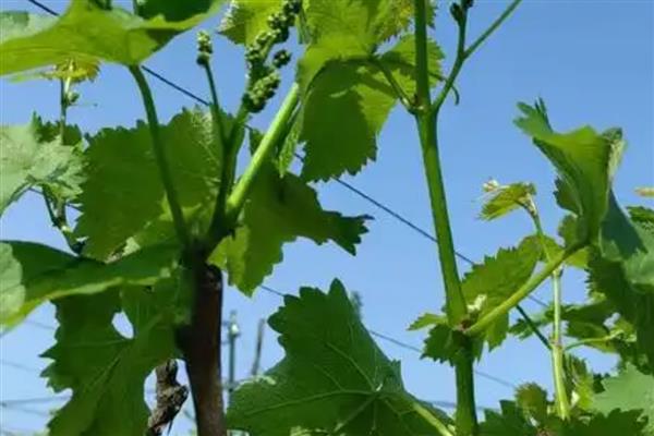 葡萄树不旺如何解决,追施肥料能让植株健壮生长