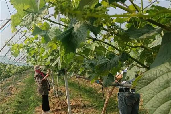 葡萄树不旺如何解决,追施肥料能让植株健壮生长