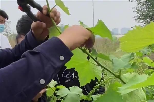 葡萄树不旺如何解决,追施肥料能让植株健壮生长