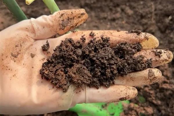 毛娟的养殖方法，适宜生长的温度在20-25℃