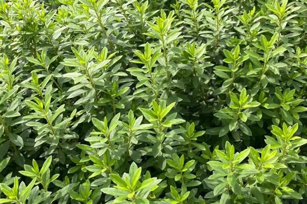 毛娟的养殖方法，适宜生长的温度在20-25℃