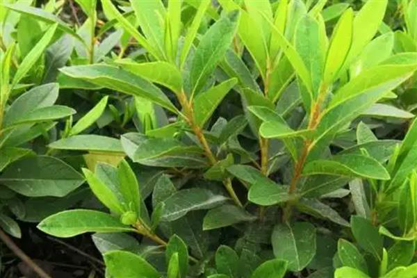 毛娟的养殖方法，适宜生长的温度在20-25℃