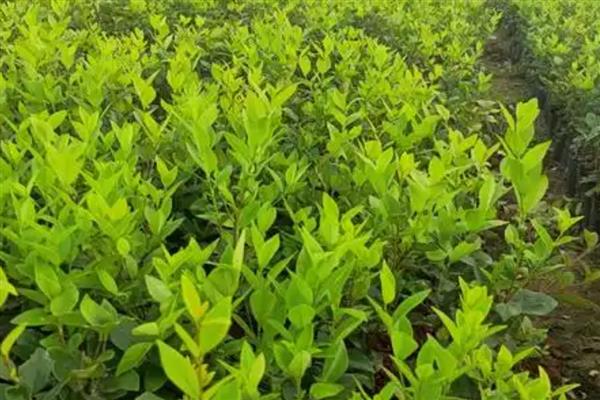 毛娟的养殖方法，适宜生长的温度在20-25℃