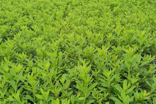 毛娟的养殖方法，适宜生长的温度在20-25℃